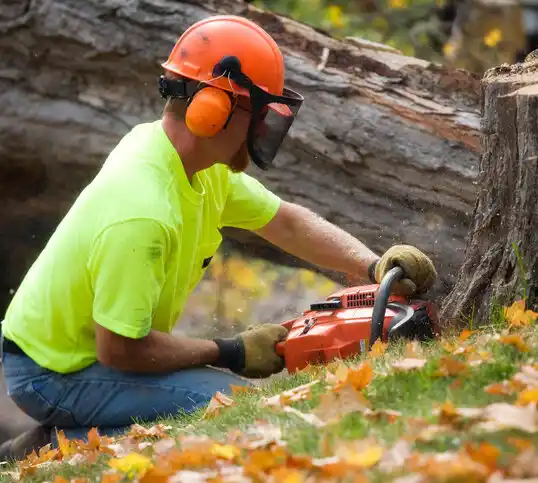 tree services Solvay